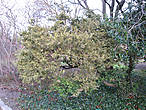 Самшит вечнозелёный ауреовариегата — Buxus sempervirens aureo-variegata