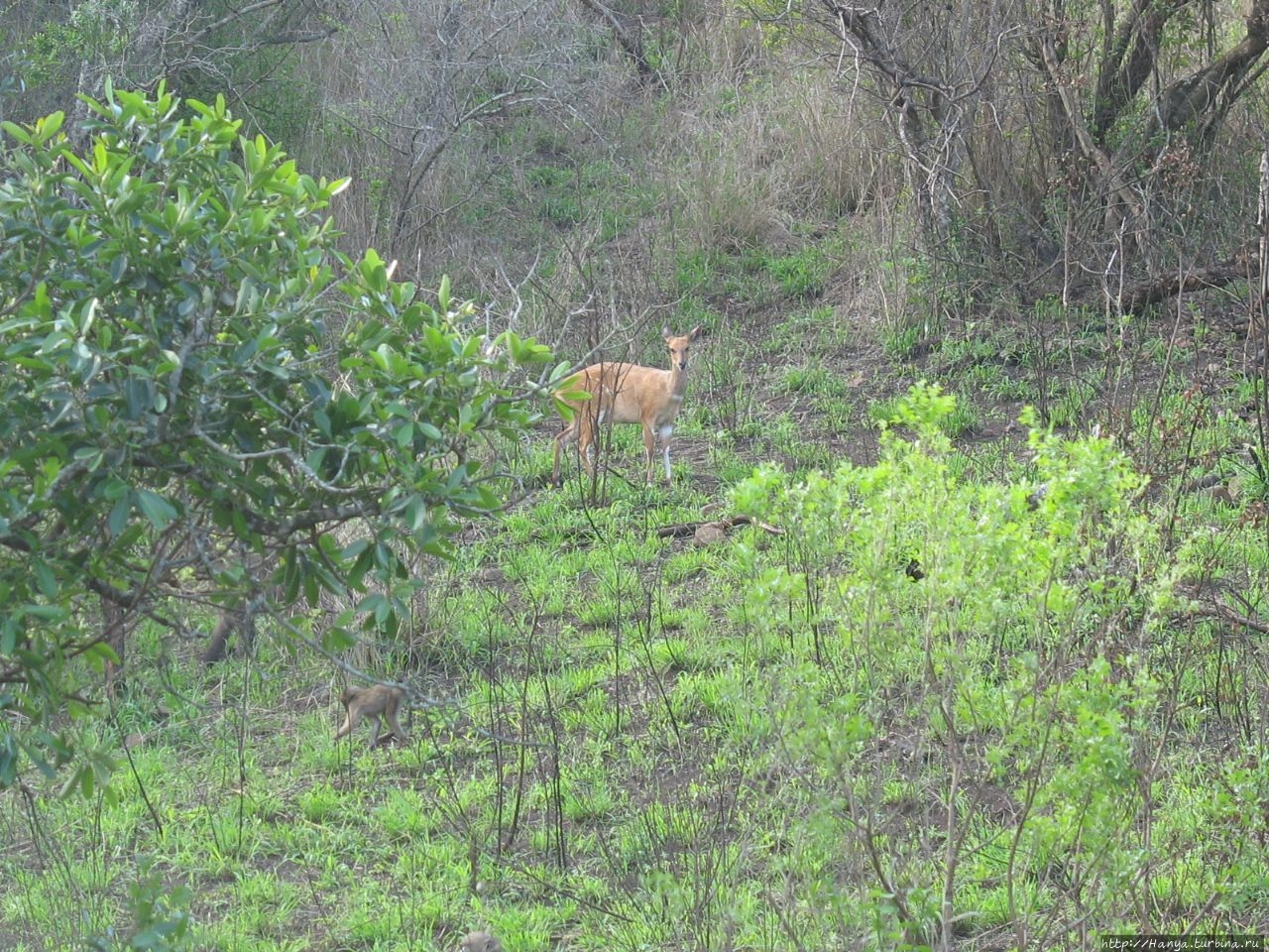 Парк Hluhluwe Imfolozi Game Reserve Шлушлуве-Умфолози Национальный Парк, ЮАР