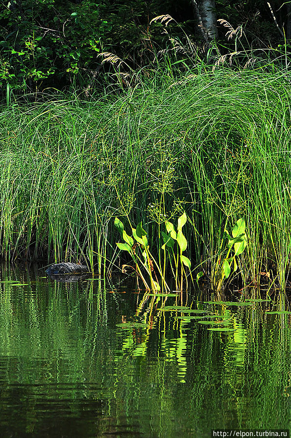 Озеро Республика Карелия, Россия