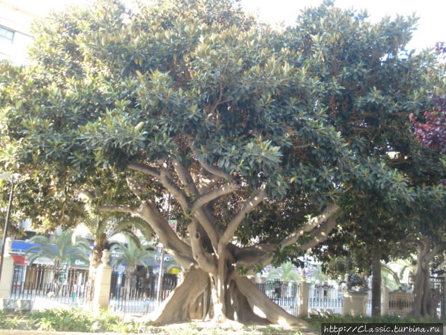 Оливковое дерево.  Ему около 2000 лет.