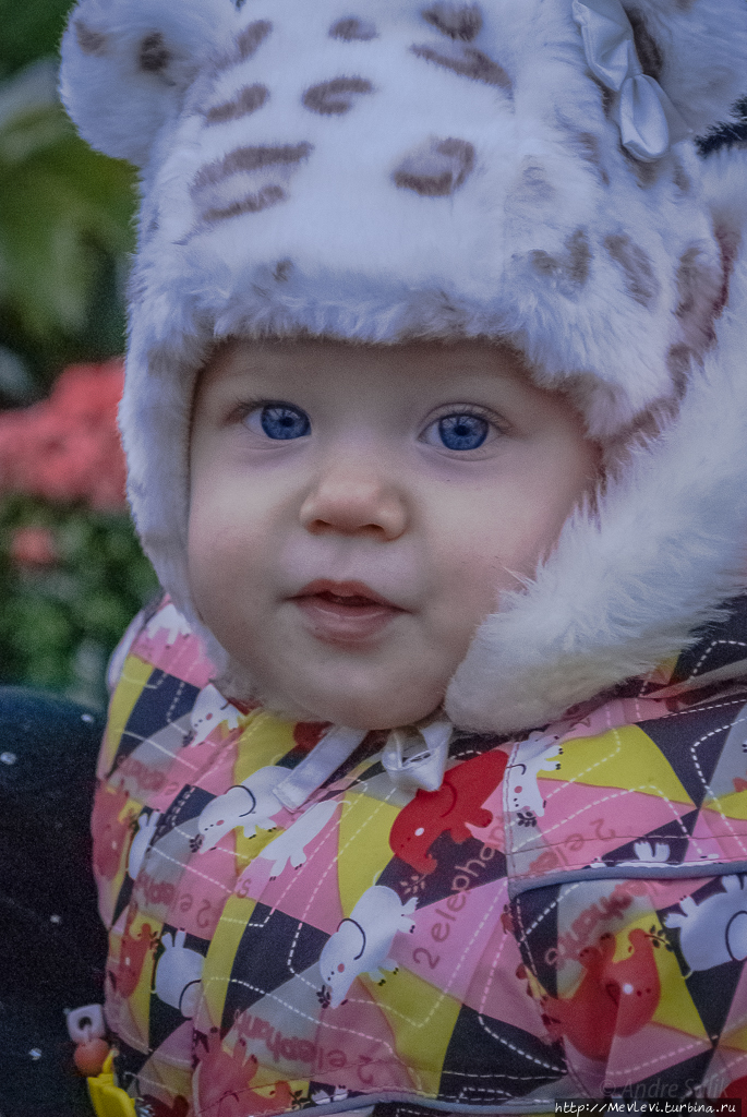 Среди азалий Рига, Латвия