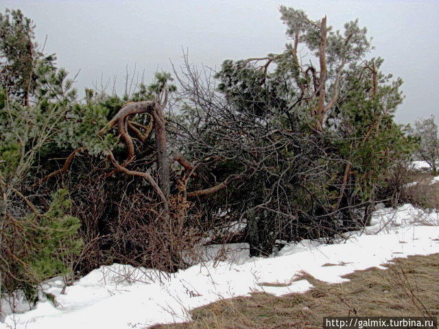 Новогодняя сказка в окрестностях Демерджи Алушта, Россия