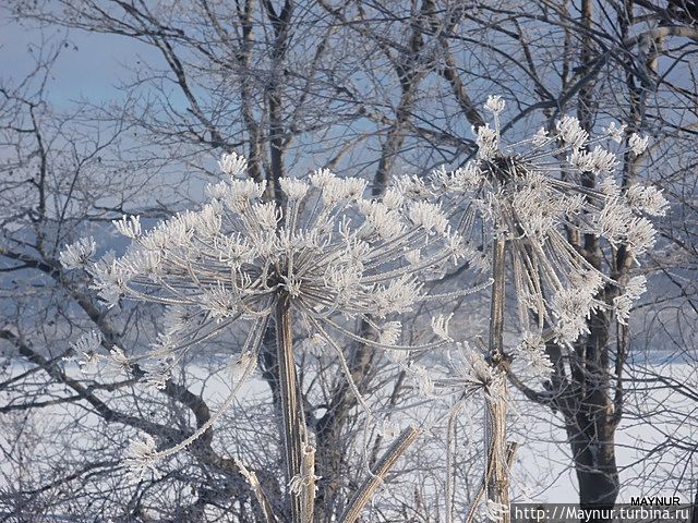 Медвежья  дудка .