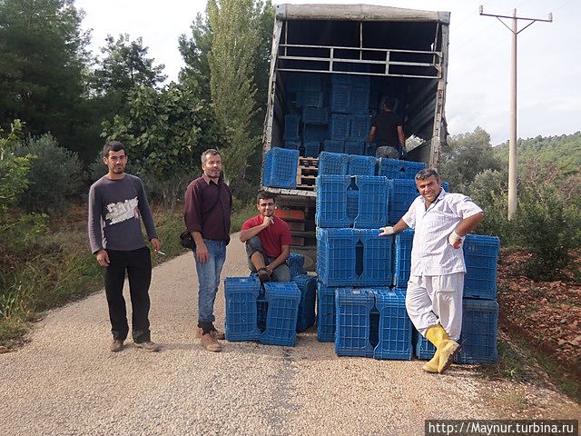 Женщины собирают гранаты в эти ящики — 