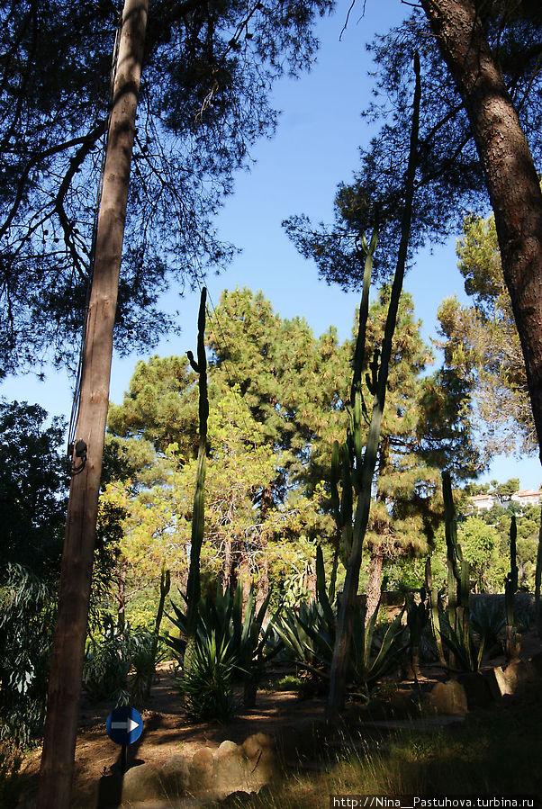 Царство кактусов.  Ботанический сад «Пинья де Роса». Бланес Бланес, Испания