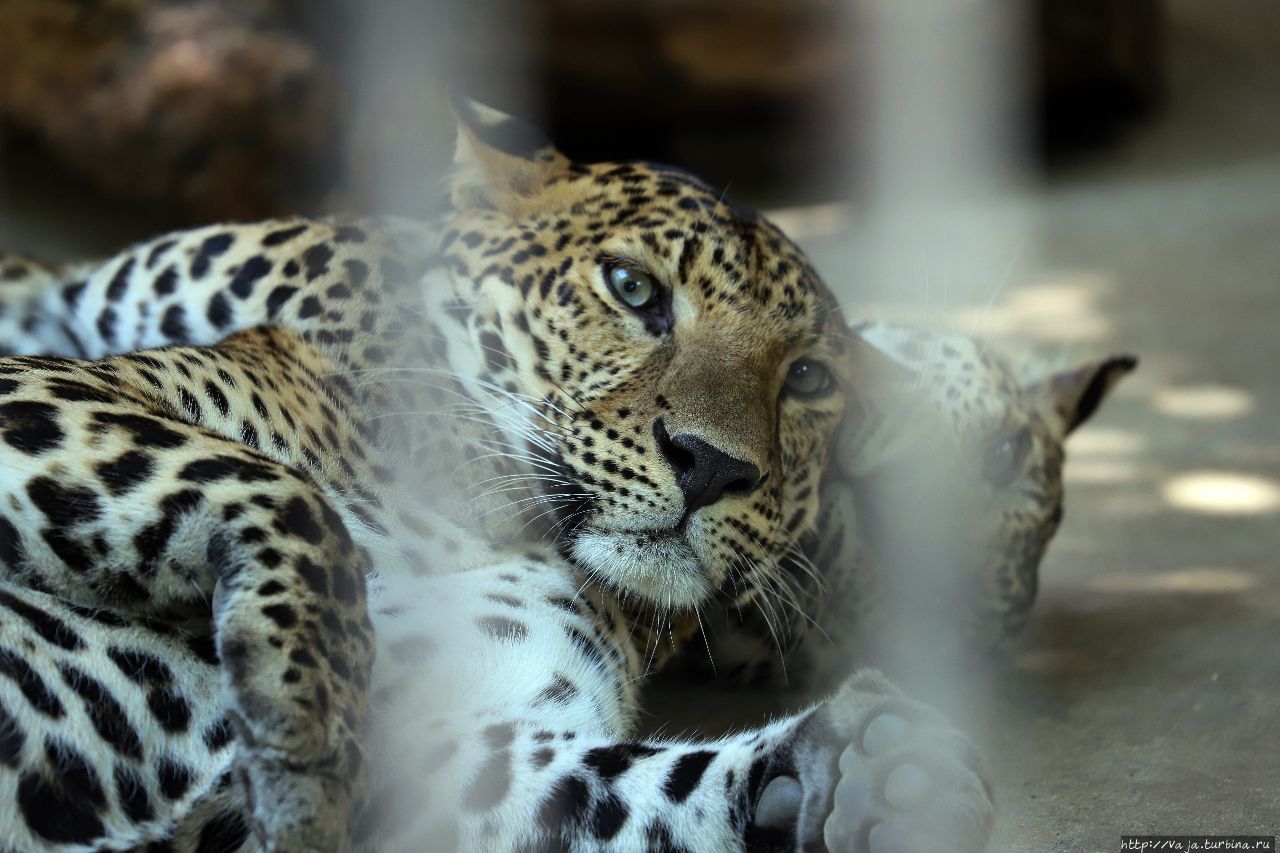 Зоопарк Янгона Янгон, Мьянма