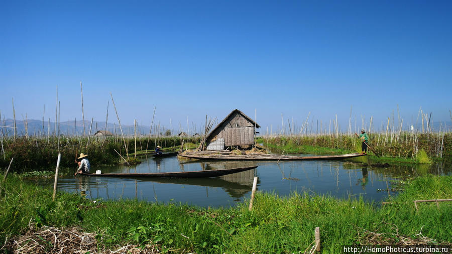 Плавающие огороды Озеро Инле, Мьянма