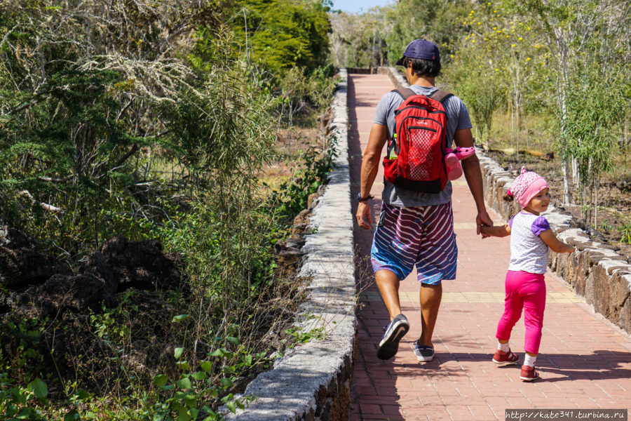 Эквадор с трехлеткой. Часть 5. Санта-Крус Галапагосские острова, Эквадор