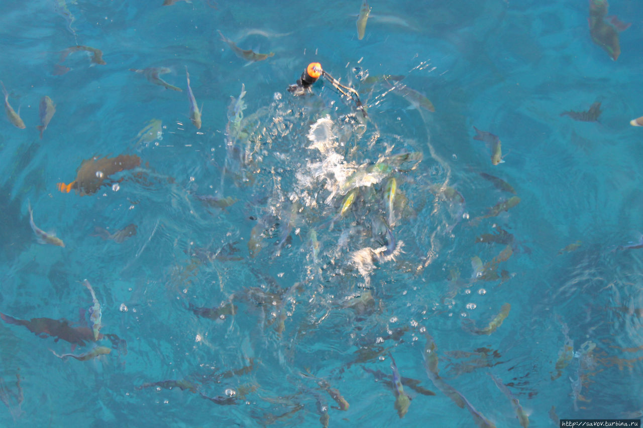 Рыбы дерутся за корм Шарм-Эль-Шейх, Египет