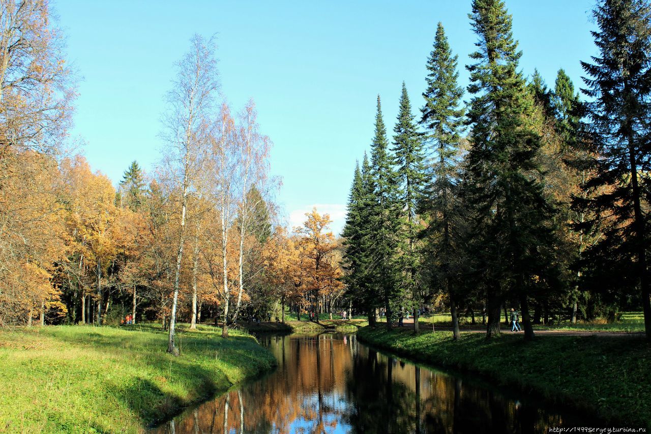 Золотая осень в Павловском парке, какой не было 130 лет #1