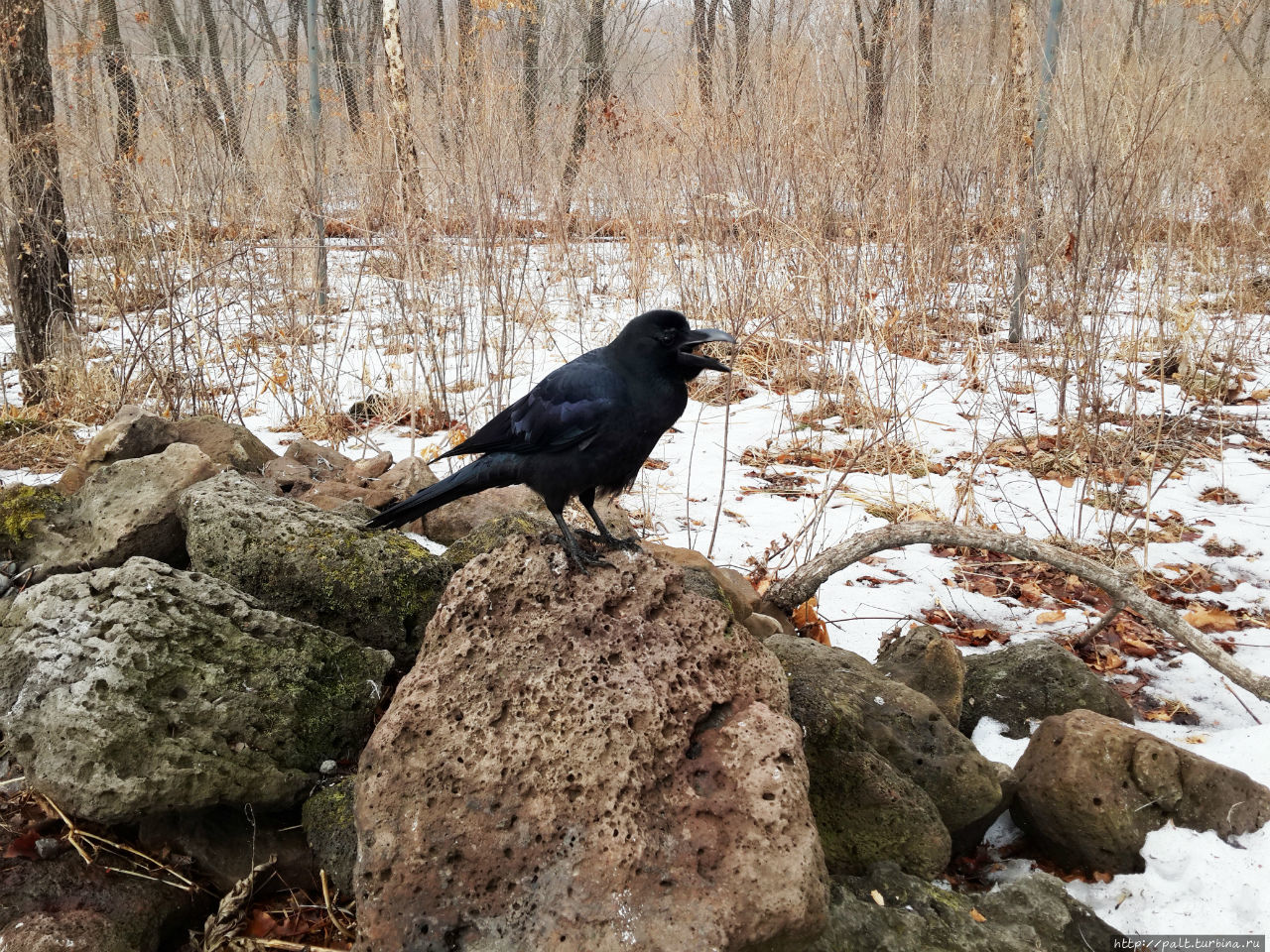 Большеклювая ворона отличается умом и сообразительностью. И предприимчивостью. Шкотово, Россия