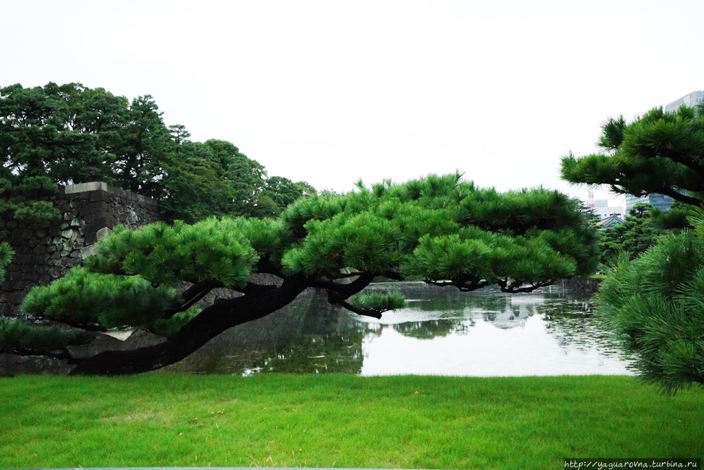 Парк около Императорского дворца Токио, Япония