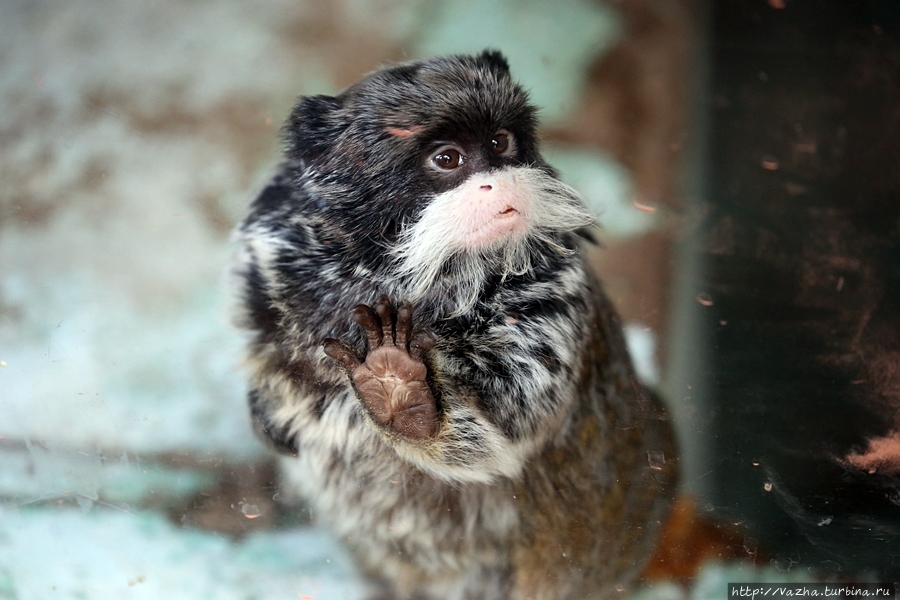 Зоопарк Лимы Лима, Перу