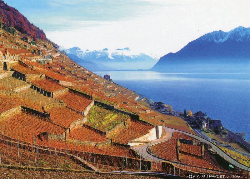 Террасовые виноградники Лаво Веве, Швейцария