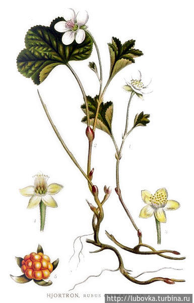 Ботаническая иллюстрация из книги К. А. М. Линдмана «Bilder ur Nordens Flora», 1917—1926 Финляндия
