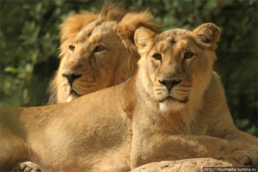 львы в библейском зоопарке Иерусалима Иерусалим, Израиль