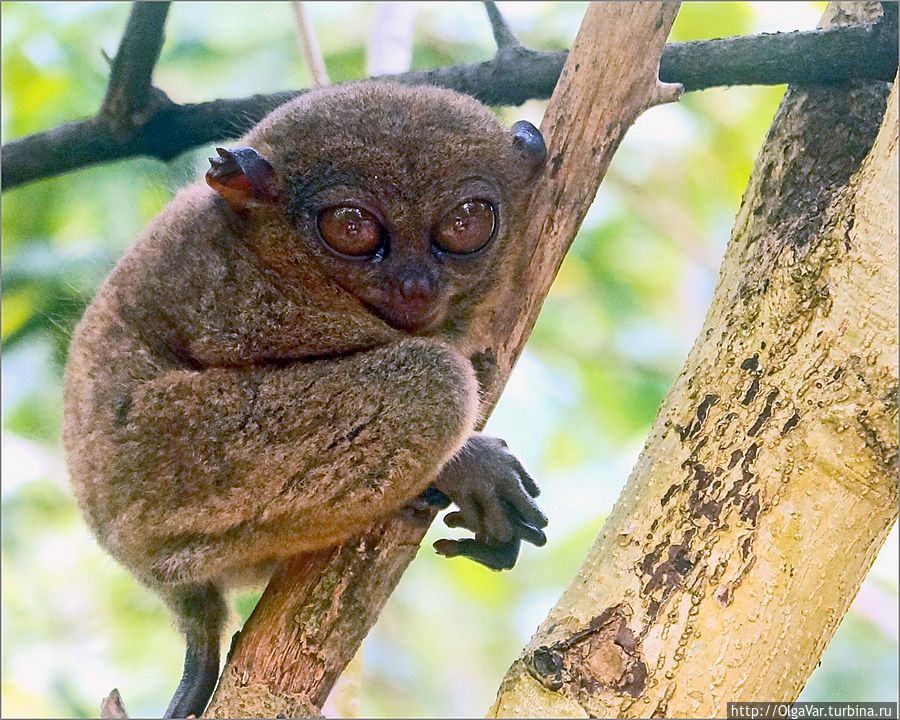 *Задумчивый долгопятик