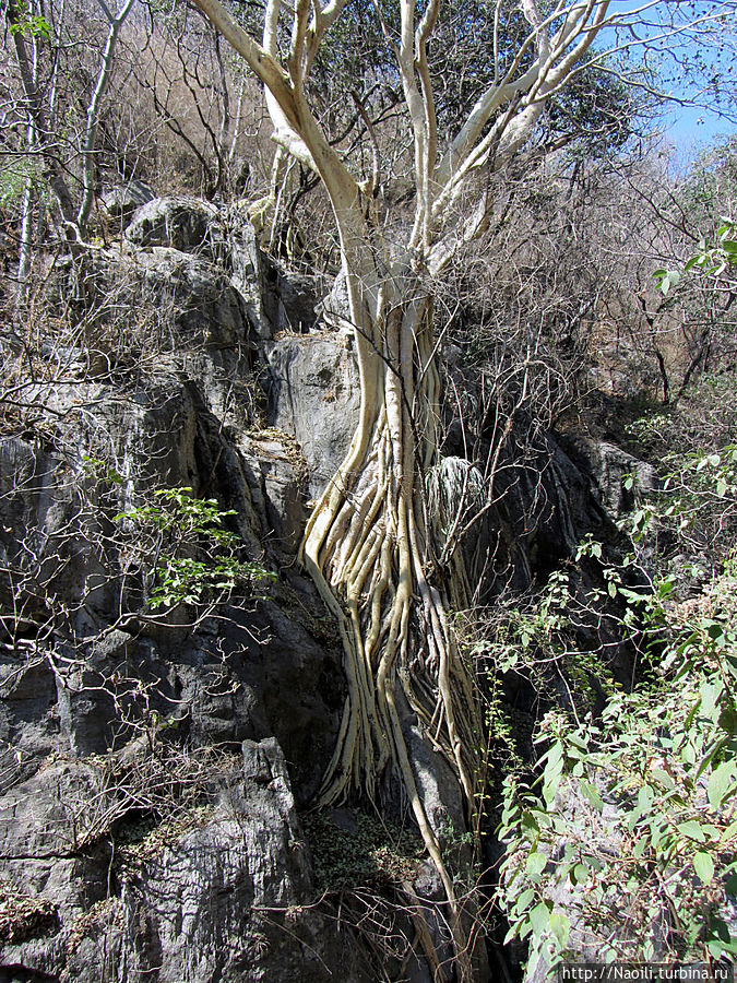 Корни дерева, растущего на скалах Национальный парк Пещеры Какахуамилпа, Мексика