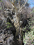 Корни дерева, растущего на скалах