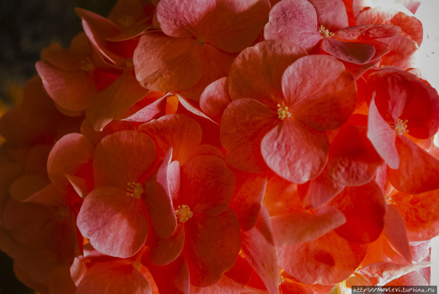 Осень. Озеро Каниера, рассвет, утро Кемери, Латвия