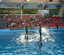 шоу в дельфинарии Немо — лучшее в мире!