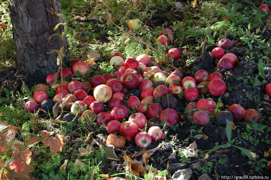 Яблочная страда Хвалынск, Россия