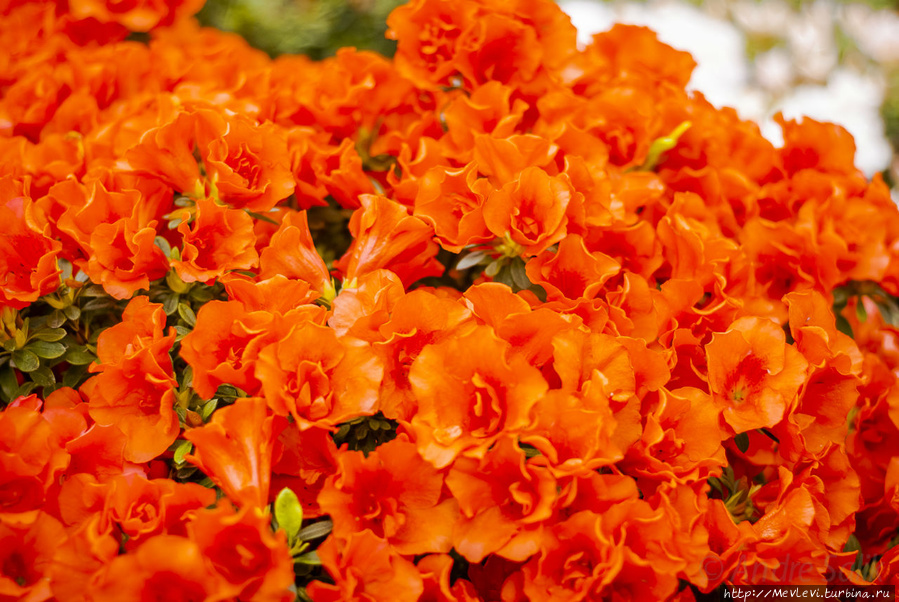 Прекрасные азалии в ботаническом саду Мюнхен, Германия