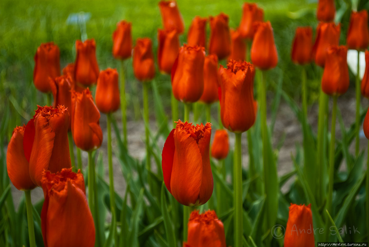 Цветочное чудо Юрмала, Латвия