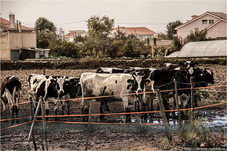 Сельское хозяйство. Коровы. Поргугалия. (Agriculture. Cows. Portugal.) Виана-ду-Каштелу, Португалия
