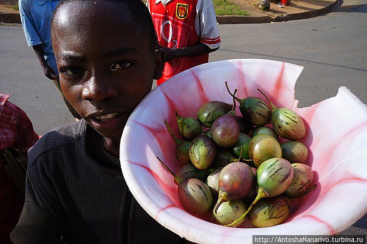 Фрукт, называемый по-местному икиньо́моро. По вкусу похож, пожалуй, на красную смородину. Провинция Нгози, Бурунди