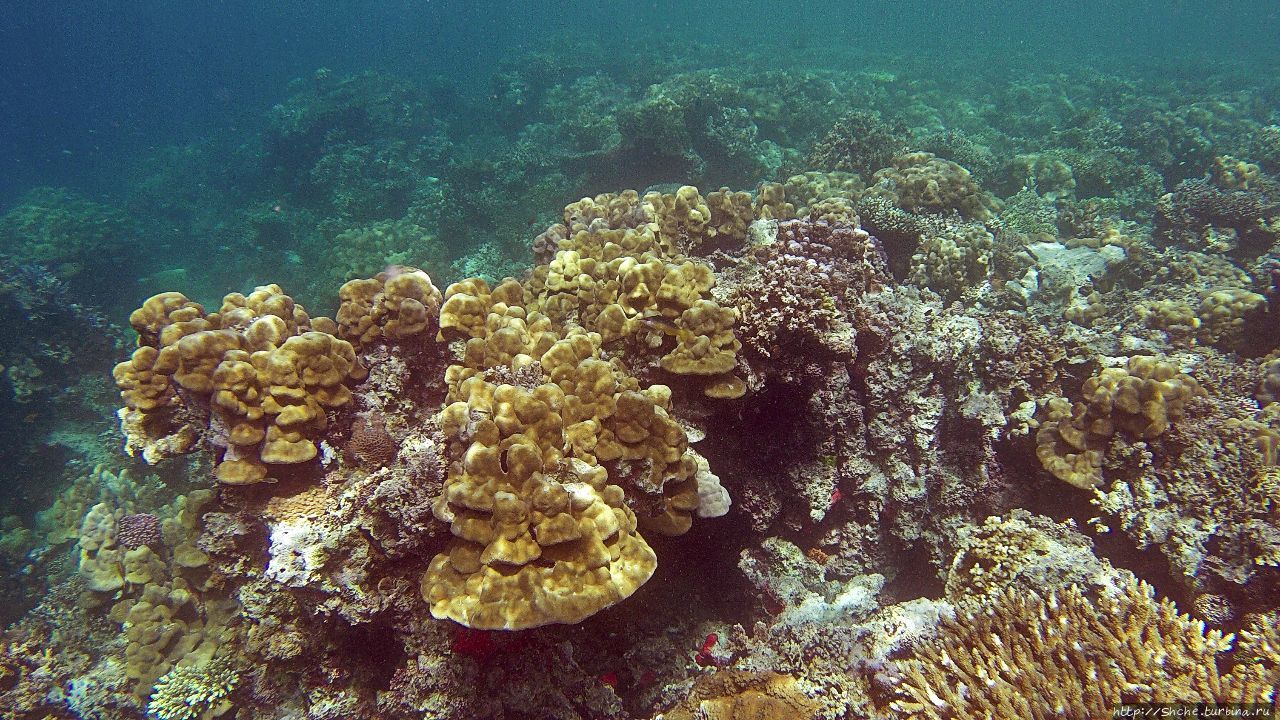 Коралловые сады залива Таджура Регион Арта, Джибути