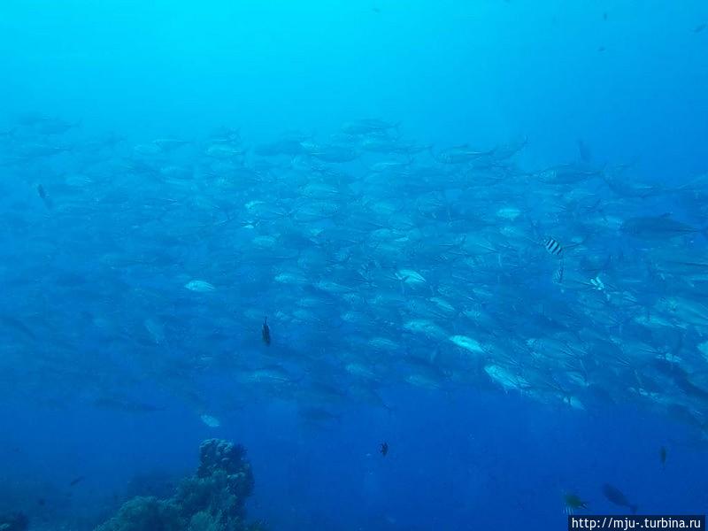 Удивительный подводный мир Панглао и близлежащих островов Остров Панглао, Филиппины