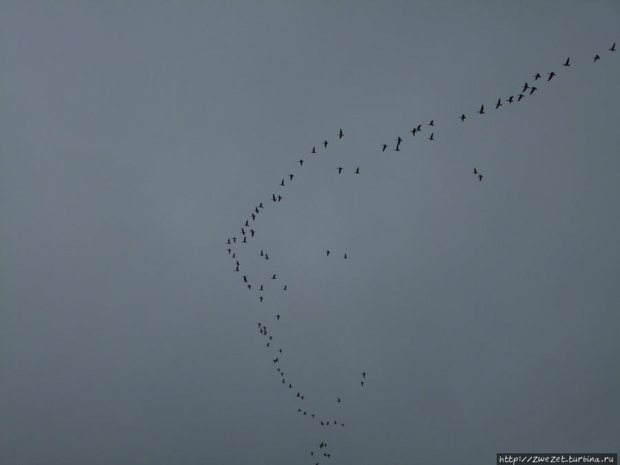 Стаи птиц летят на север Санкт-Петербург и Ленинградская область, Россия