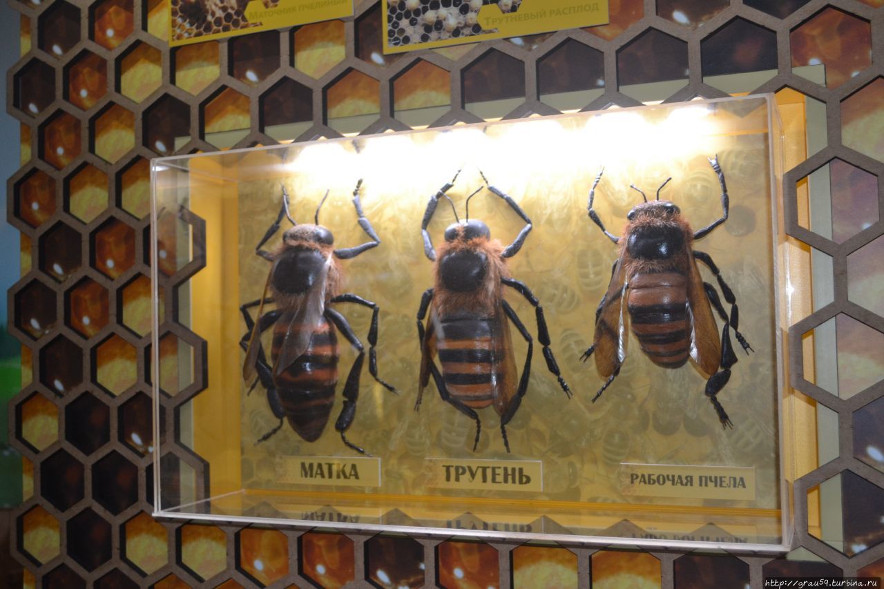 Музей пчелы / The Museum of bees