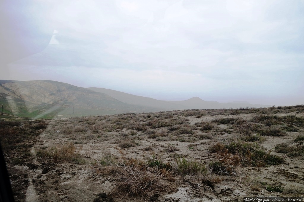 Бонус по дороге к грязевым вулканам — волкодав в догонку. Алят, Азербайджан