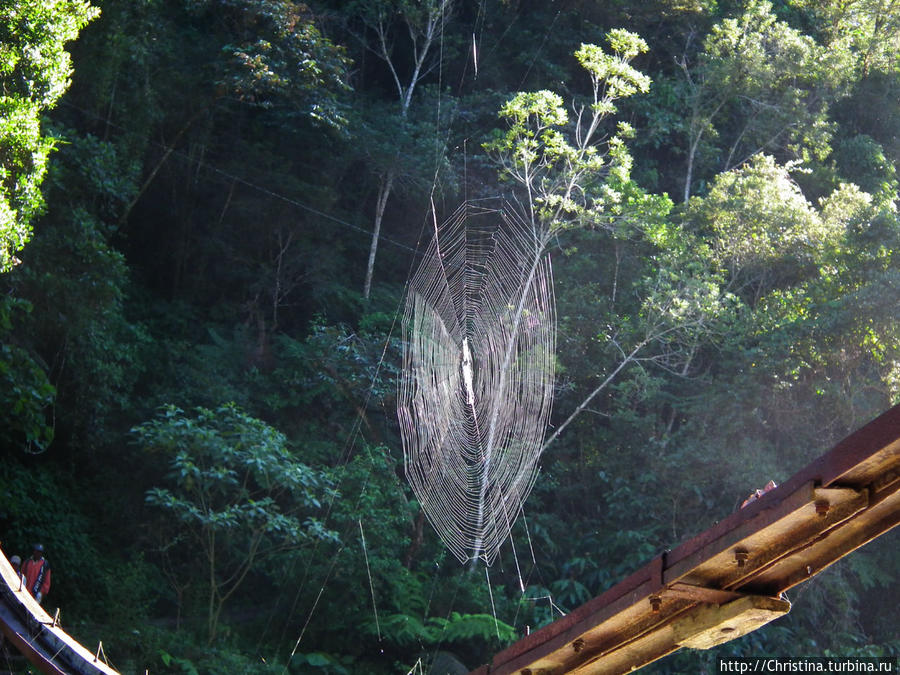 Даже паутина, просвечиваемая солнечными лучами,  радовала глаз. Ранумафана Национальный Парк, Мадагаскар