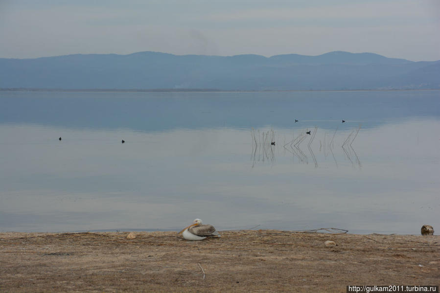 Мраморное озеро  и один из его обитателей пеликан, встретили мы их наверно 4 особи вели они себя совершенно невозмутимо:) Зимой на озере очень много разных птиц, прилетают на зимовку..