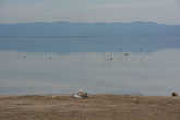 Мраморное озеро  и один из его обитателей пеликан, встретили мы их наверно 4 особи вели они себя совершенно невозмутимо:) Зимой на озере очень много разных птиц, прилетают на зимовку..