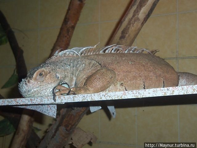 Игуана.