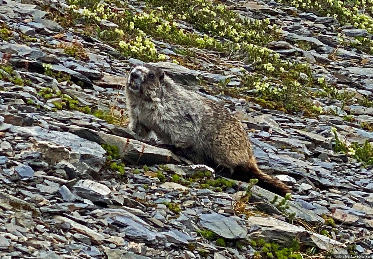 Животный мир Аляски. Alaska marmot — аляскинский сурок Национальный парк Кенай-Фьордс, CША