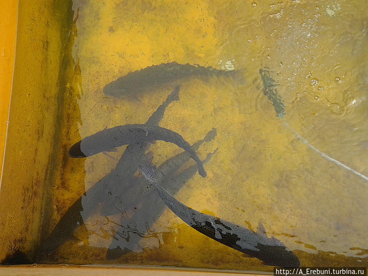 рыба локо в армении. Смотреть фото рыба локо в армении. Смотреть картинку рыба локо в армении. Картинка про рыба локо в армении. Фото рыба локо в армении рыба локо в армении. Смотреть фото рыба локо в армении. Смотреть картинку рыба локо в армении. Картинка про рыба локо в армении. Фото рыба локо в армении