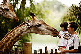 Каждые пару часов открывается аттракцион для детей Покорми жирафа. Животные радуются, дети изрядно нервничают :)