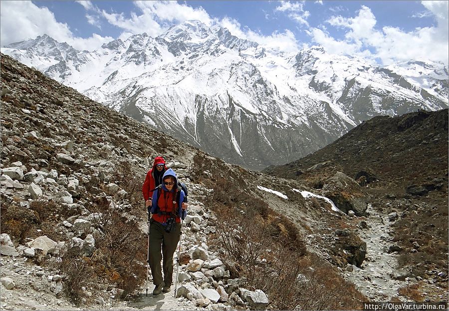 Идти достаточно легко. Местами склон порос невысокими рыжеватыми и колючими кустарниками. Лангтанг, Непал