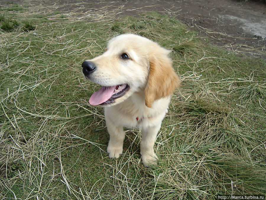 Клевый ласковый щен.