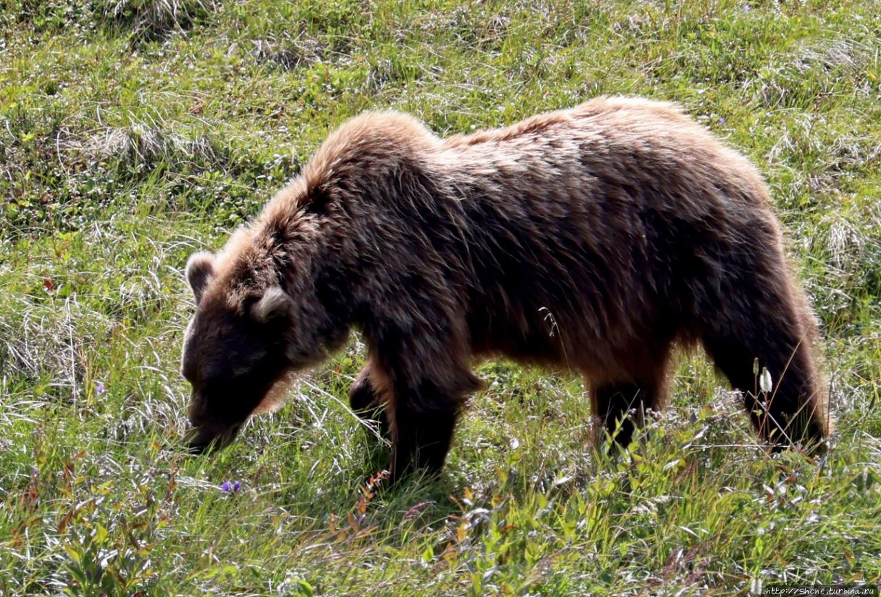 Животный мир Аляски. Бурый медведь гризли Национальный парк Денали, CША