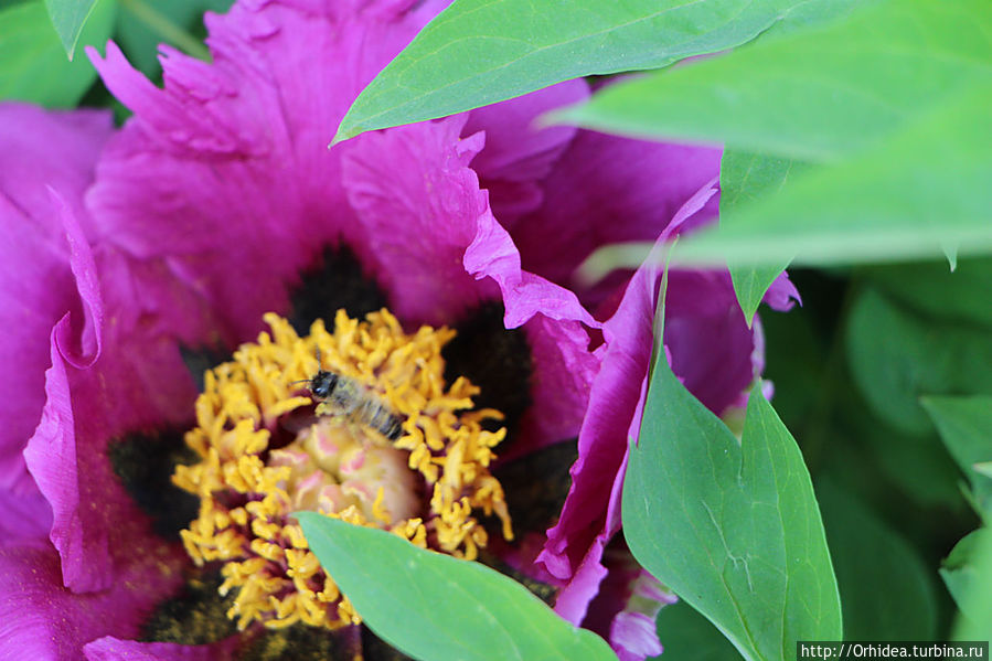 Цветочный мед в таблетках Харьковская область, Украина