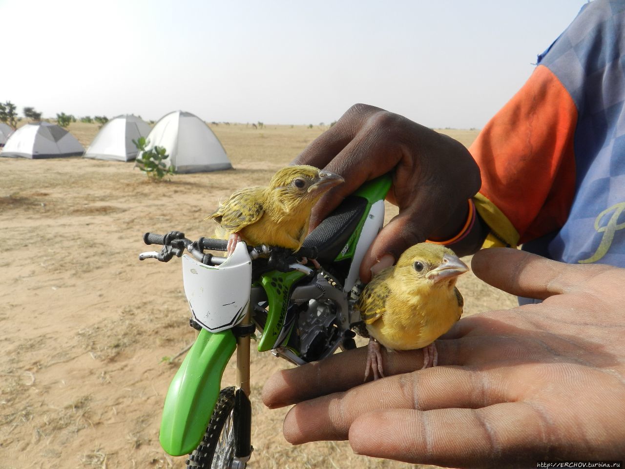 Нигер. Ч — 14. Пустыня и её обитатели Департамент Агадес, Нигер
