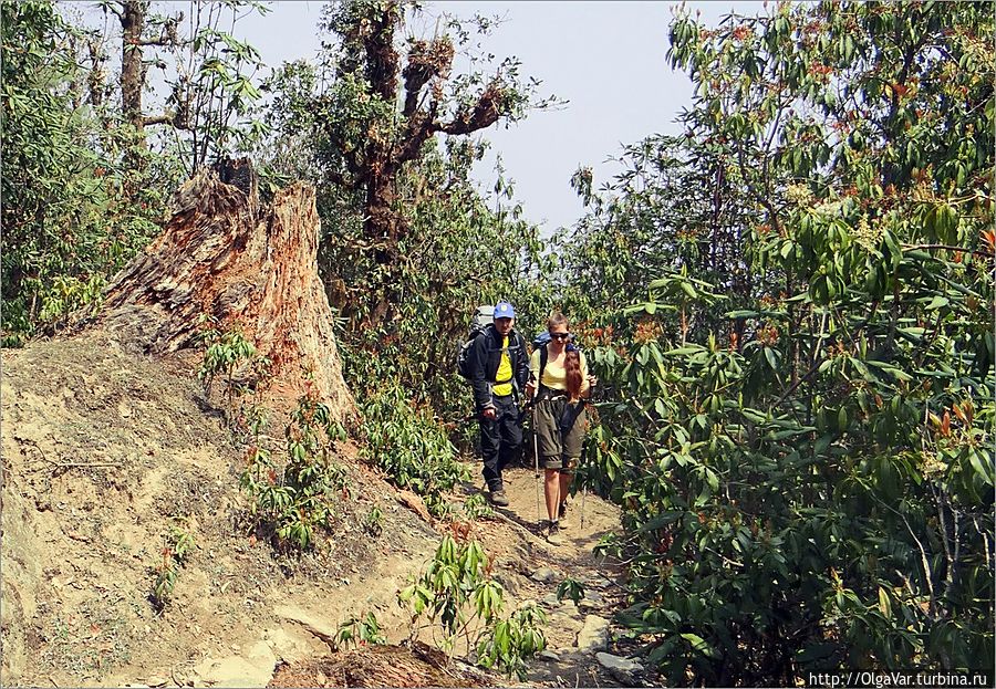 Дальше спокойная тропа приводит в лес, такой же с виду спокойный и тихий. Только это подумалось, как услышали собачий лай, и перед нами вихрем пронеслась стая больших обезьян, которых спугнул пес. Успели лишь мельком  заметить что это были лангуры, а вот сфотографировать, увы, не удалось. Слишком уж  проворными они оказались
