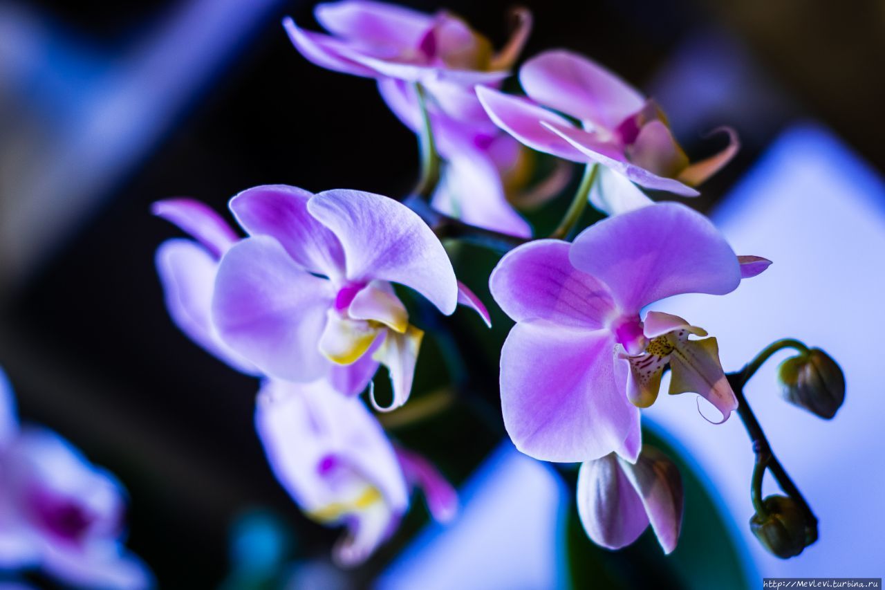 В Музее природы — выставка орхидей Рига, Латвия