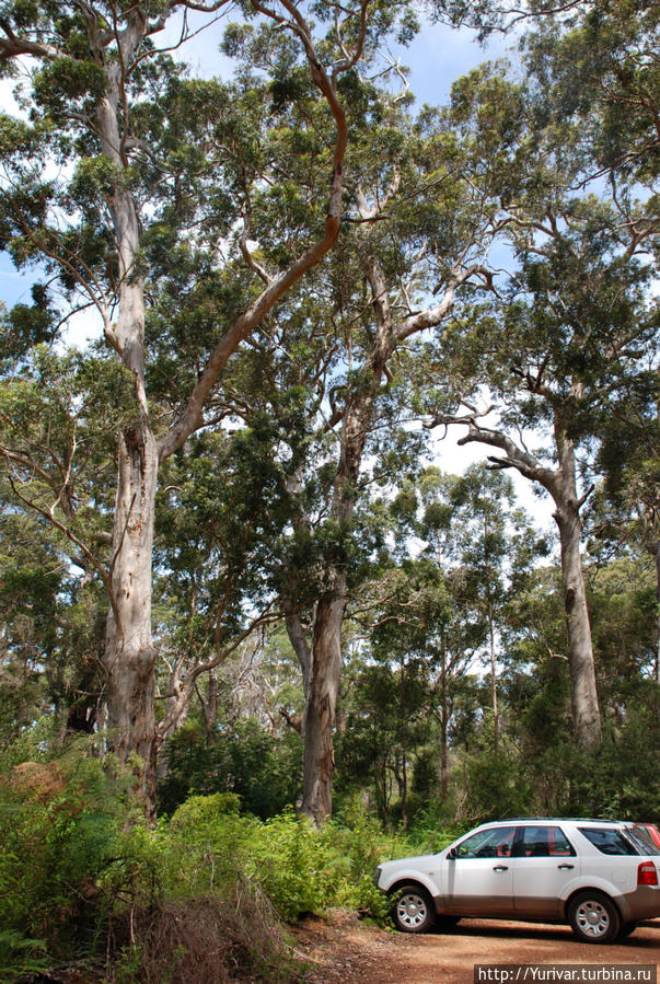 Большую часть лесов Австралии составляют эвкалипты Маргарет-Ривер, Австралия